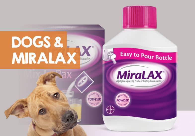Can I Give My Dog Miralax for Constipation? + How Much is Safe