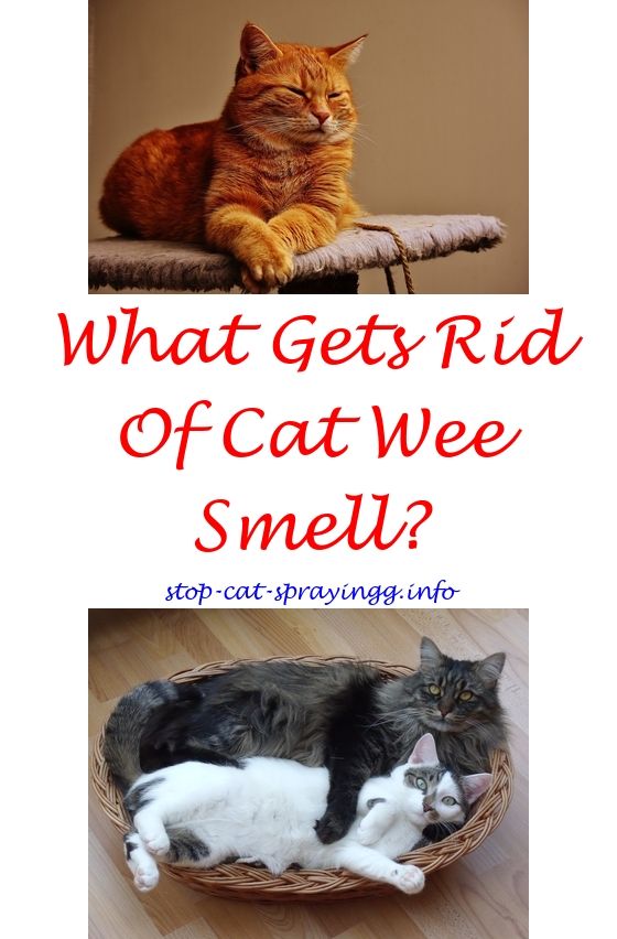 Cat Urine Smell Removal From Mattress