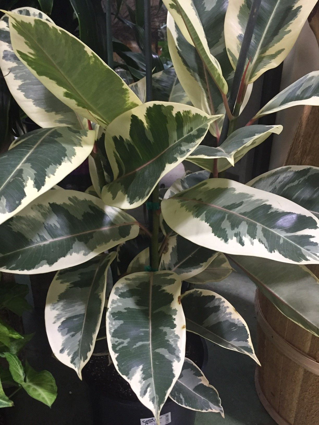 Ficus decora variegated is an easy care houseplant for low ...