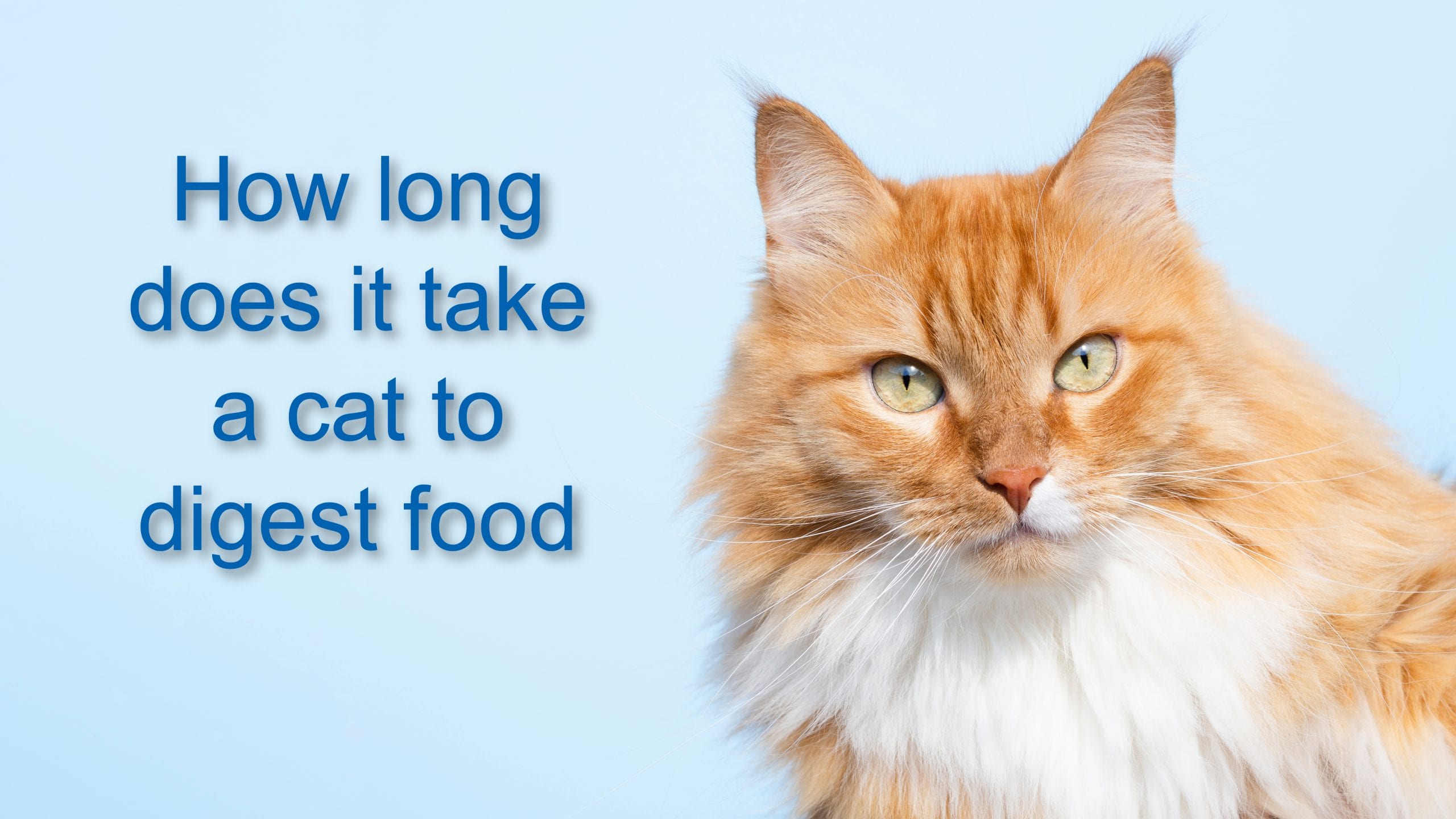 How Long Does It Take A Cat To Digest Food