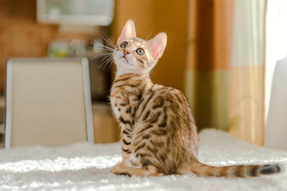 How Much Does a Bengal Cat Cost? Kitten Prices and Expenses