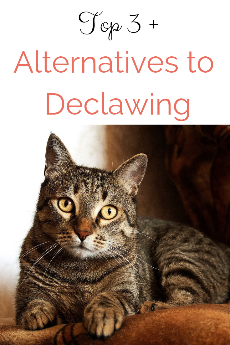 How Much Is It To Declaw A Cat  Wayang Pets