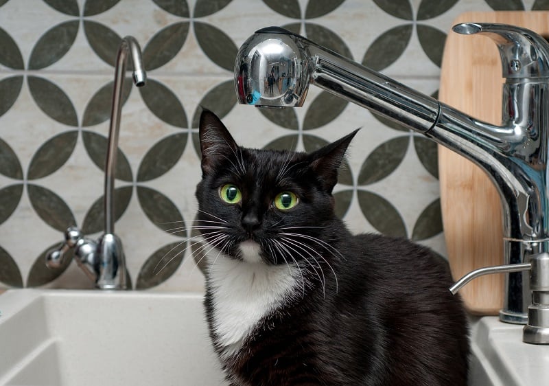 How Often Should You Bathe a Cat?
