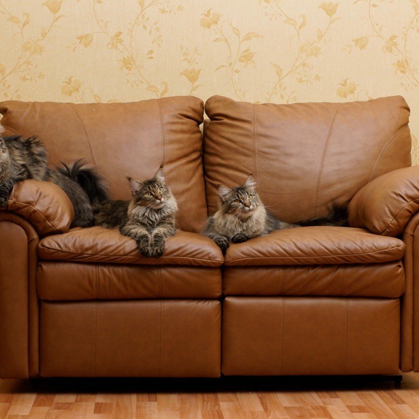How to Clean Cat Urine on Leather Furniture