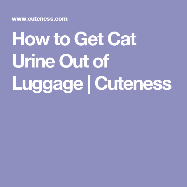 How to Get Cat Urine Out of Luggage