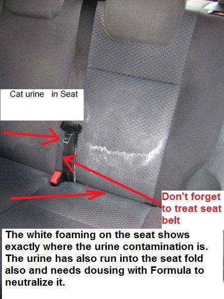 How To Remove Cat Urine From A Car Seat