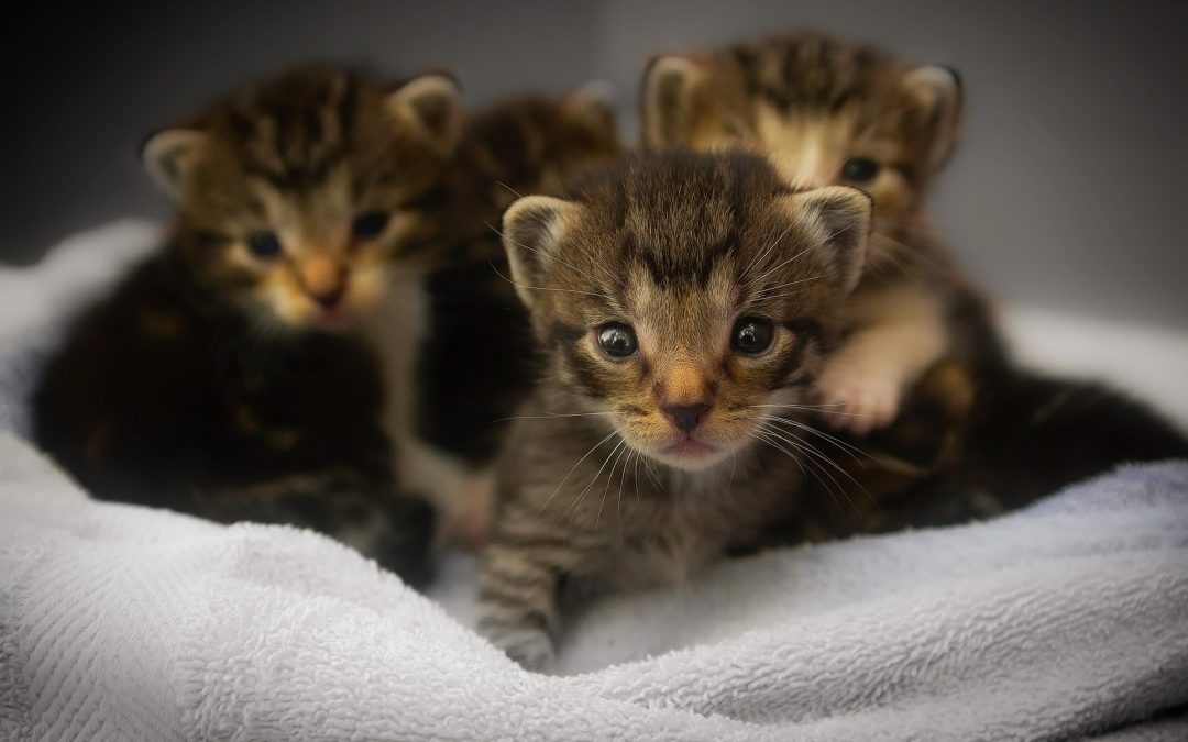 I Found a Litter of Kittens, What Should I Do?