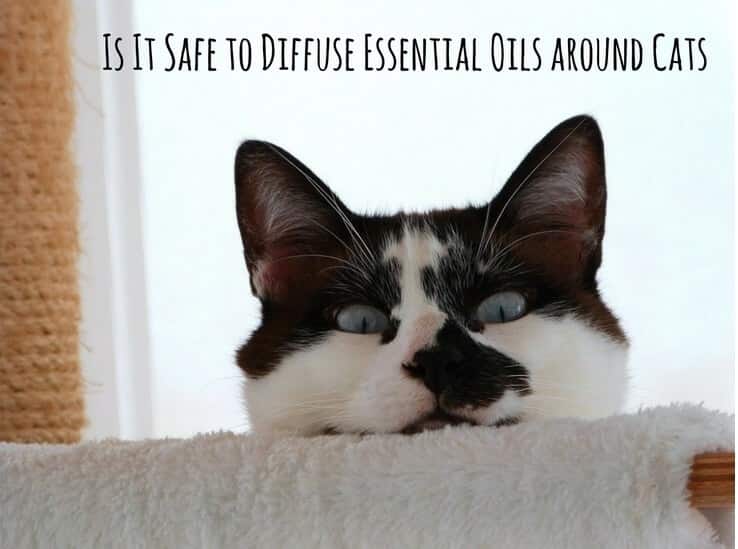 Is It Safe to Diffuse Essential Oils around Cats