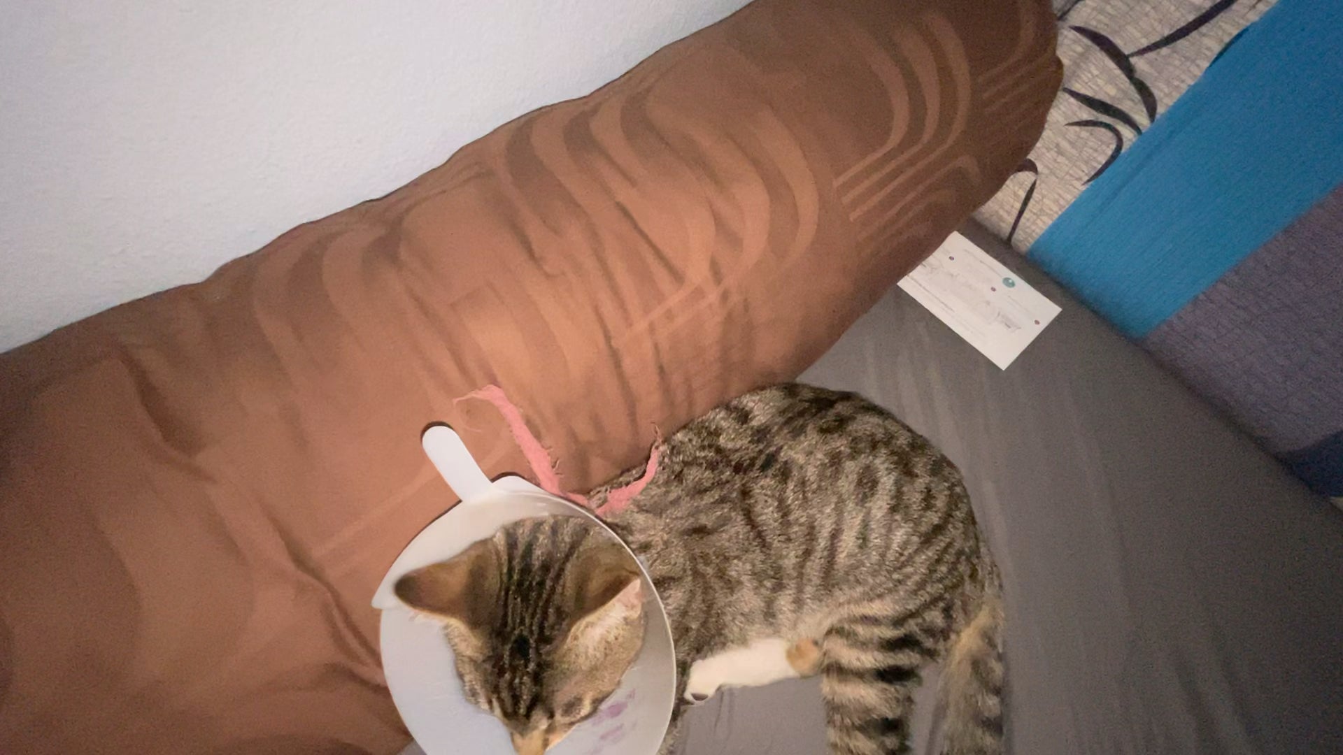 My cat just got neutered today and this is the first time ...