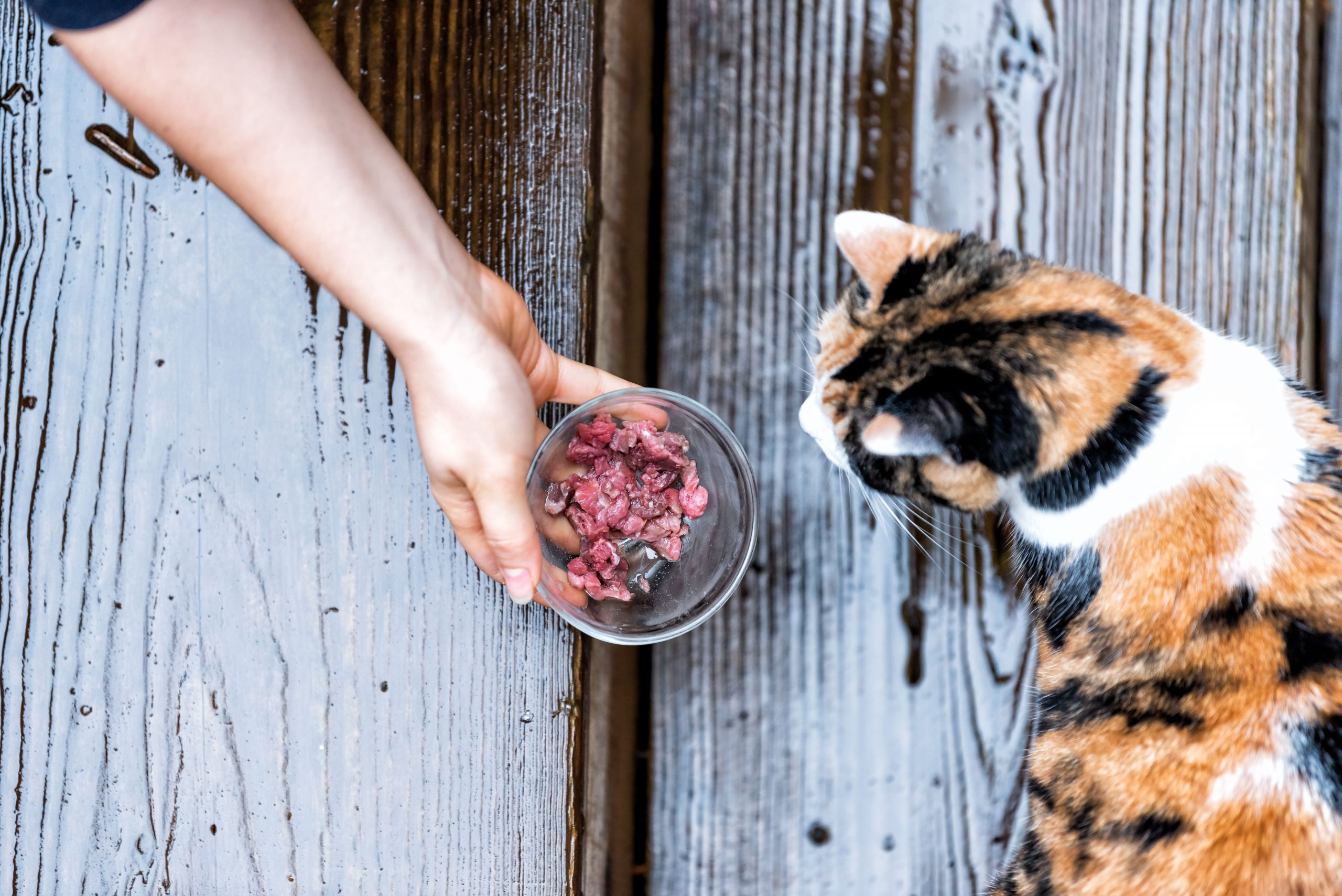 Should You Feed Stray Cats?