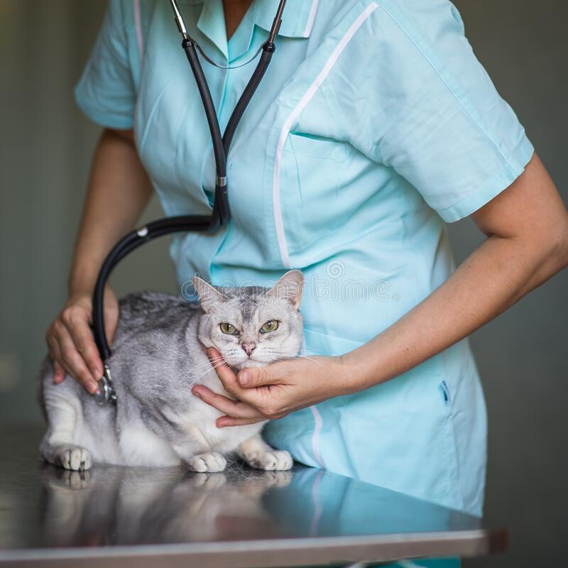Sick Cat In A Veterinarian Clinic Stock Photo