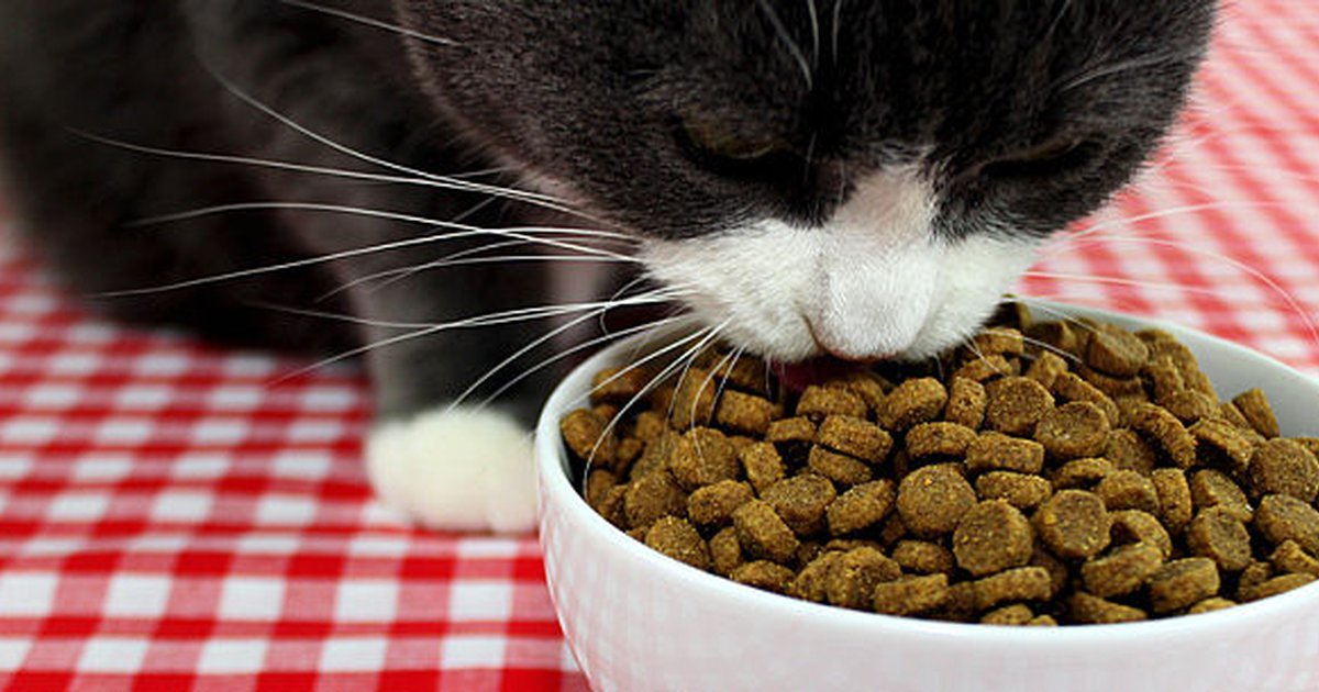 The Best Cat Food Of 2015