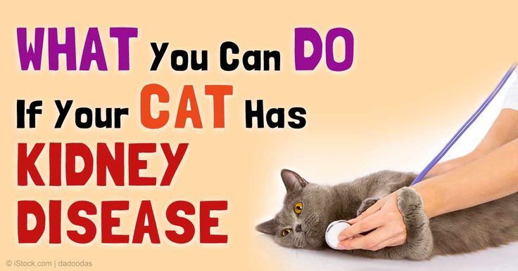 What Kind Of Cat Food Is Best For Kidney Disease Ideas ...