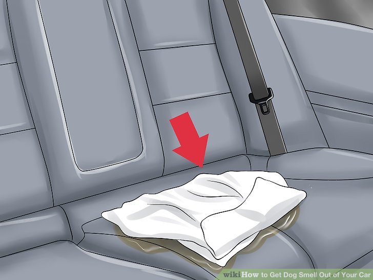 3 Ways to Get Dog Smell Out of Your Car