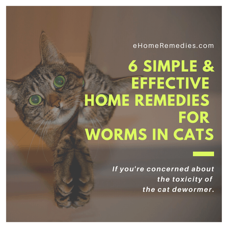 6 Simple Home Remedies for Worms in Cats that Get Rid of ...
