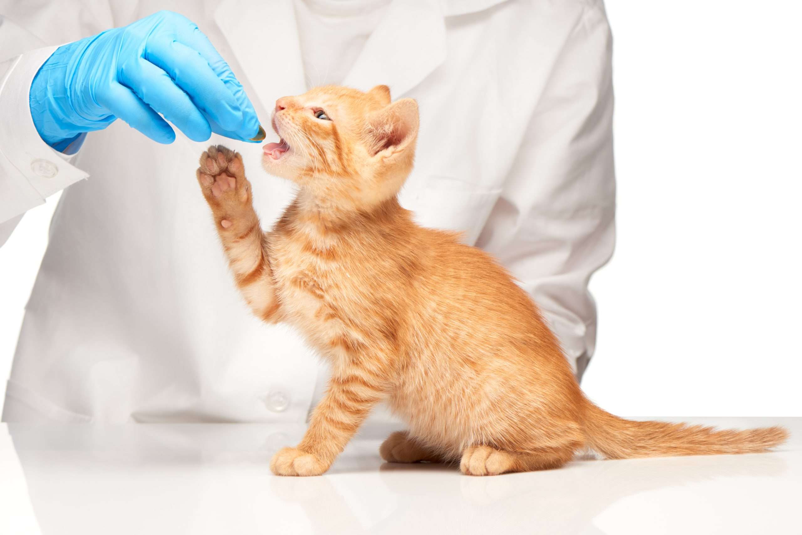 alternative ways to give your cat medicine kelley ross scaled