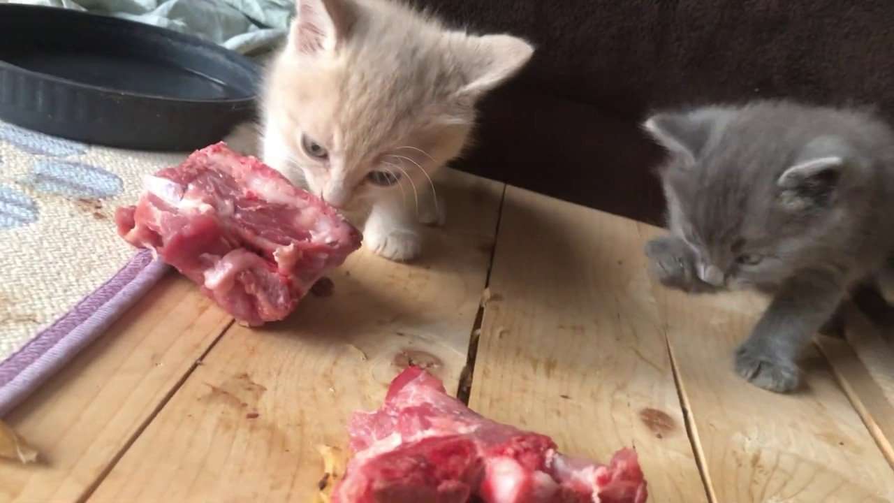 Angora Kittens Eating Raw Meat Diet. My Cats eat Raw Meat ...
