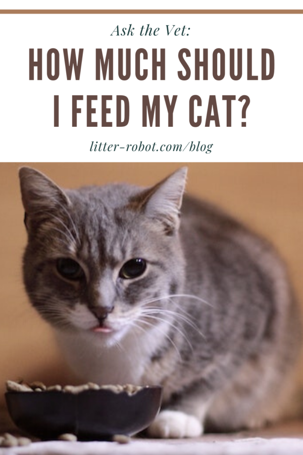 Ask the Vet: How Much Should I Feed My Cat?  Litter