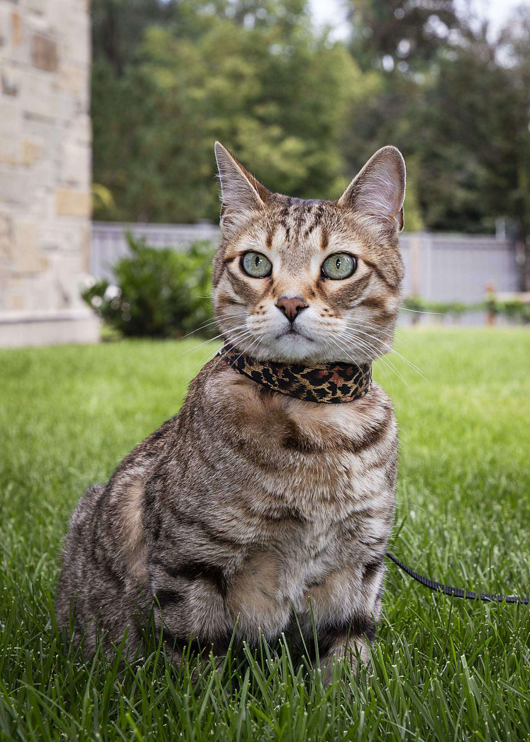 Bengal Rescue embarks on a mission to place hybrid cats ...