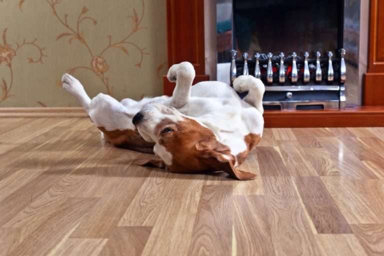 Best Flooring Options for Dogs &  Cats (Pet