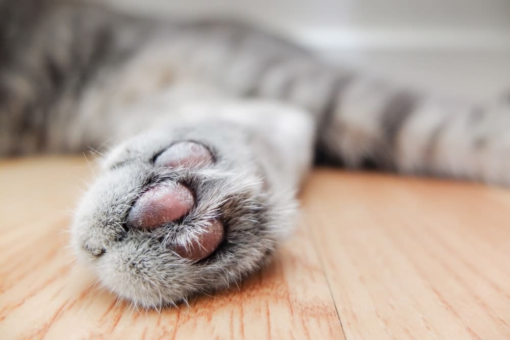 Best Litter For Declawed Cats In 2021