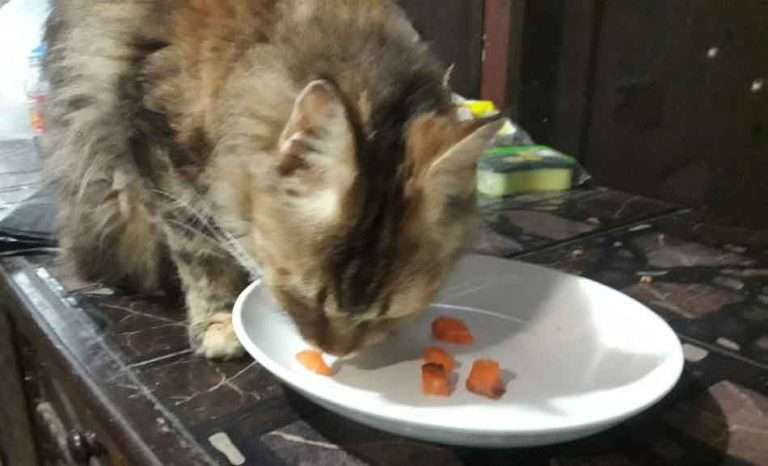 Can Maine Coon Cats Eat Salmon? (Raw Or Cooked)