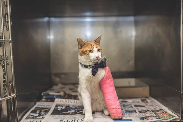 Cat Ended Up In A Kill Shelter With Only Minutes To Live ...