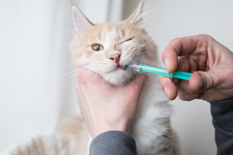 Cat Getting Medication With Syringe Stock Image