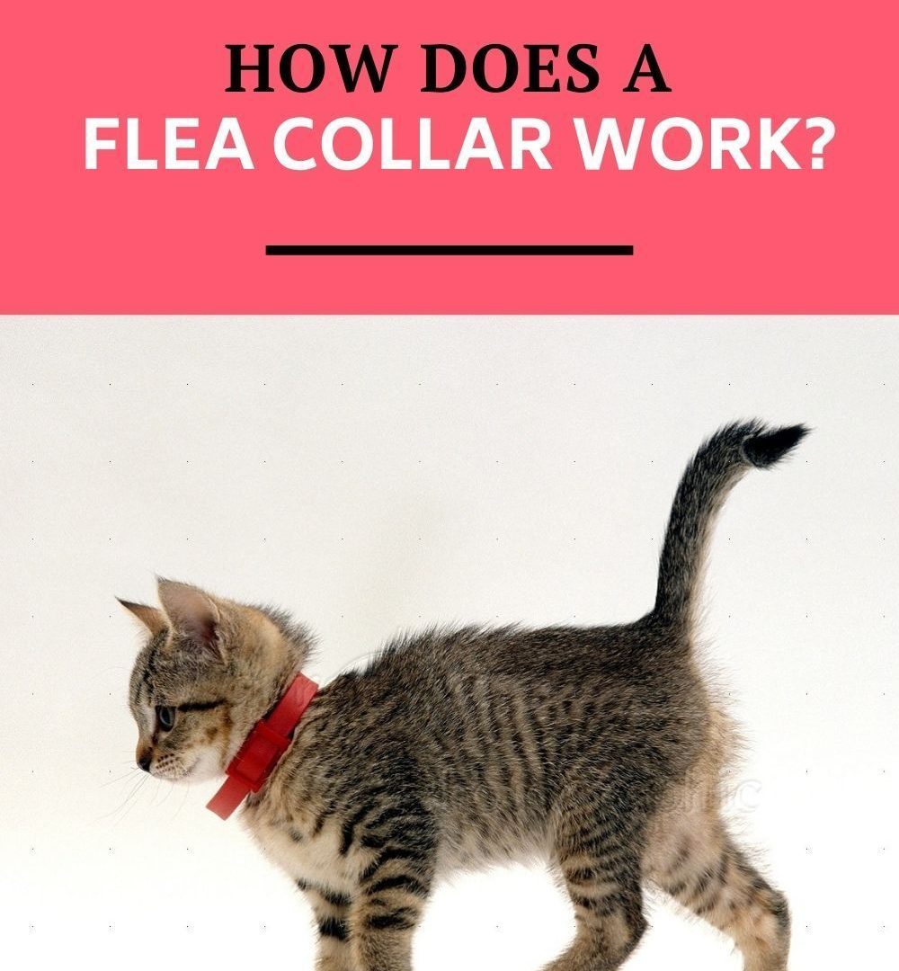 Do Flea Collars Work On Cats