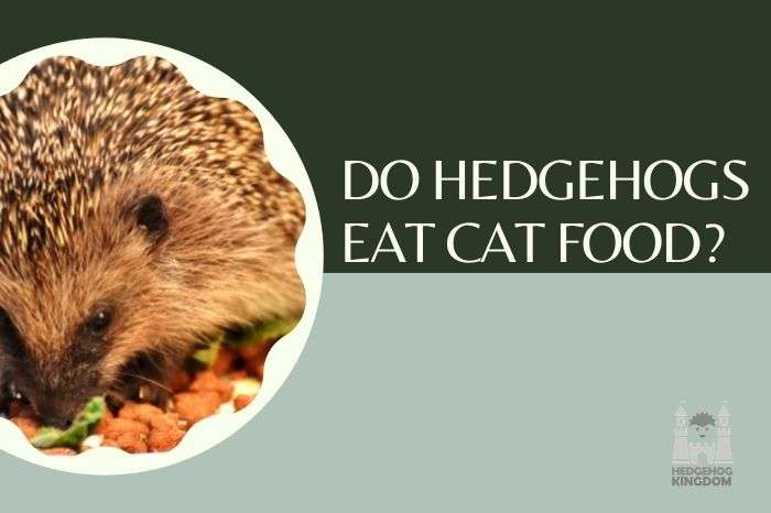 Do Hedgehogs Eat Cat Food?