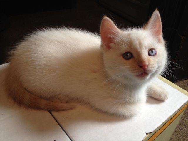 Flame Point Siamese Kitten for Sale in Luray, Indiana ...