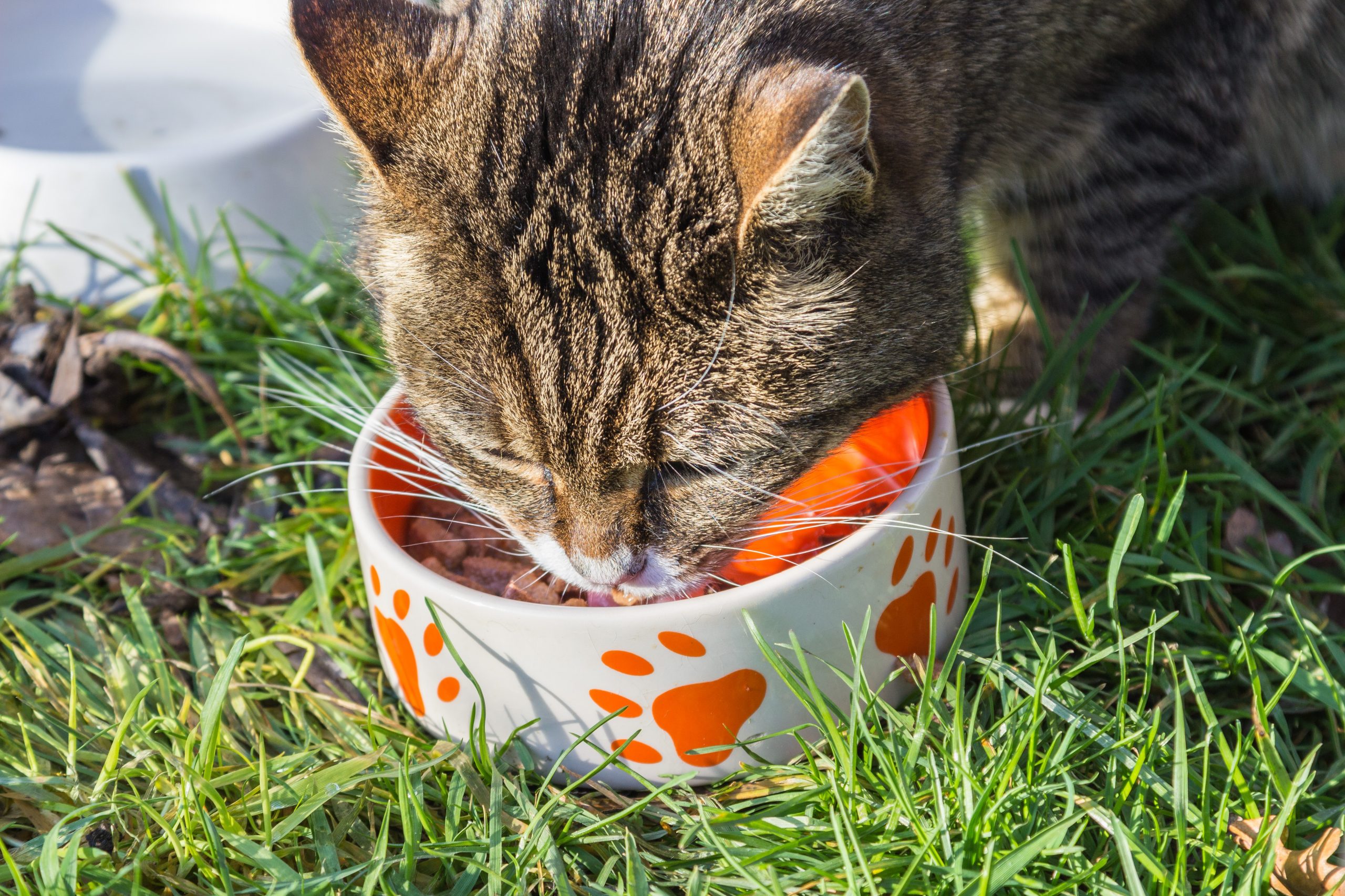 Free Images : grass, feed, bowl, food, kitten, eat ...