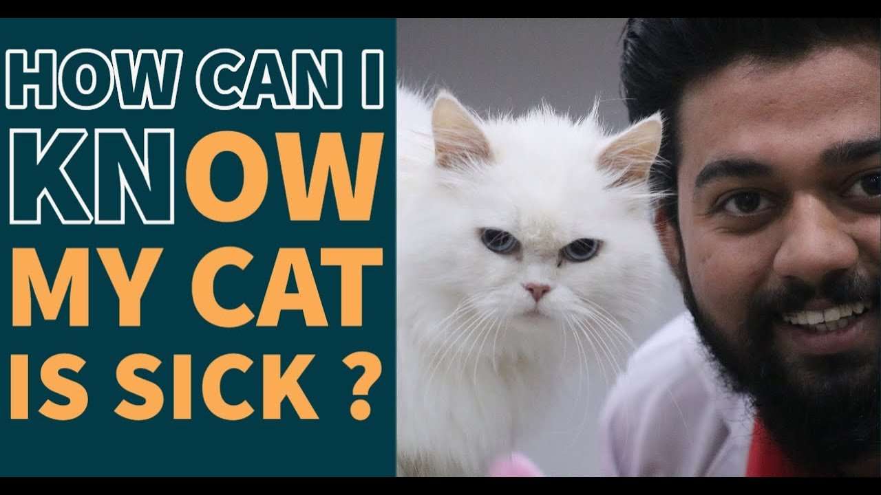 How can i know my Cat is Sick