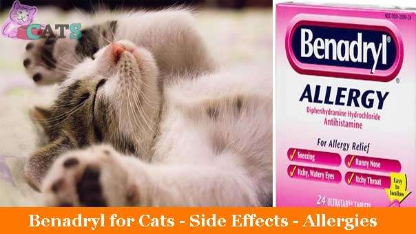 How Much Benadryl Can I Give A Cat