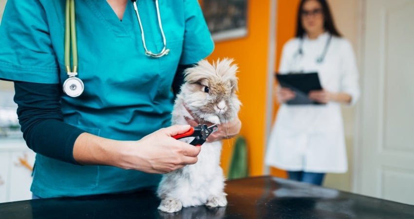 How much does a visit to the vet cost?