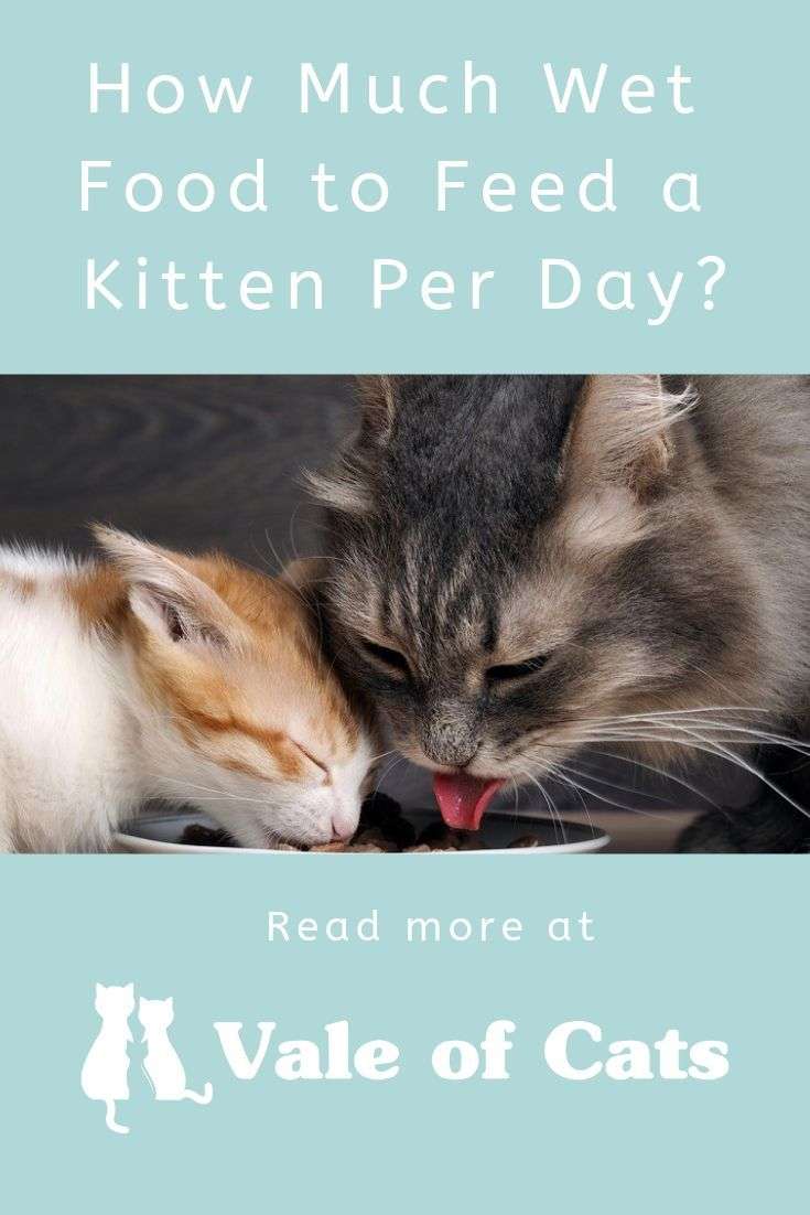 How Much Wet Food to Feed a Kitten Per Day