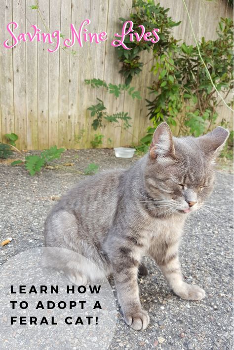 How To Adopt A Feral Cat (With images)