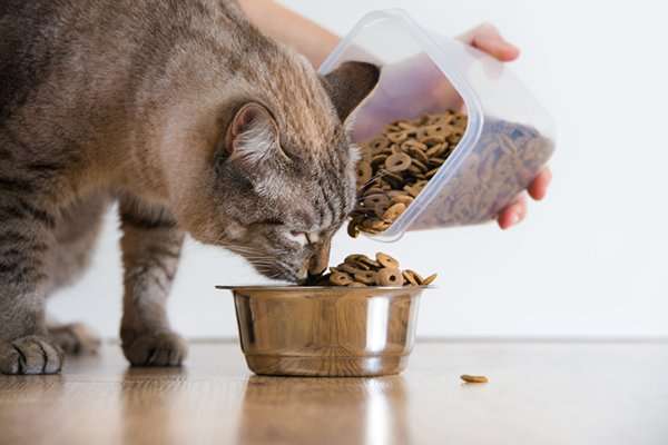 How to Feed Cats: Are We Doing It Wrong?