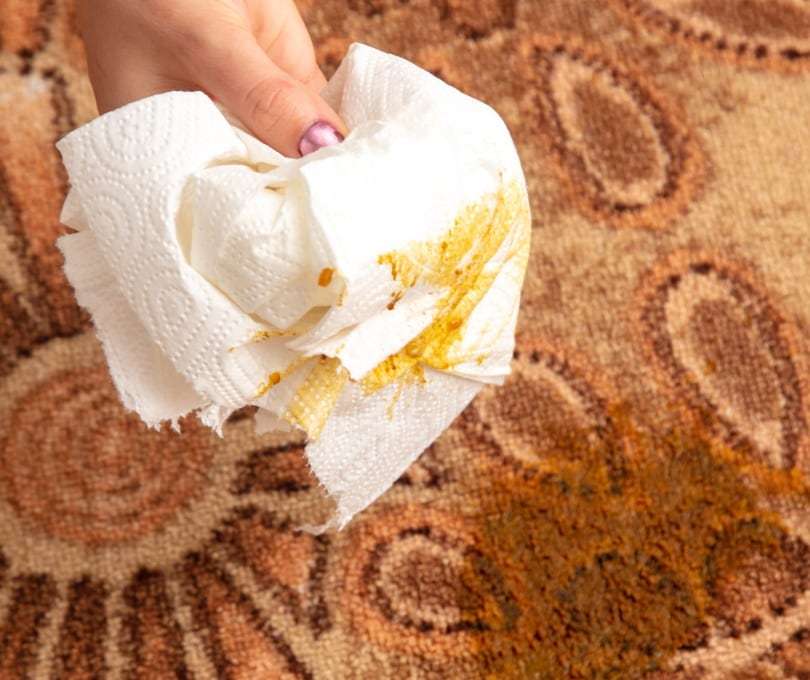 How to Get Cat Poop Stains &  Smells Out of a Carpet