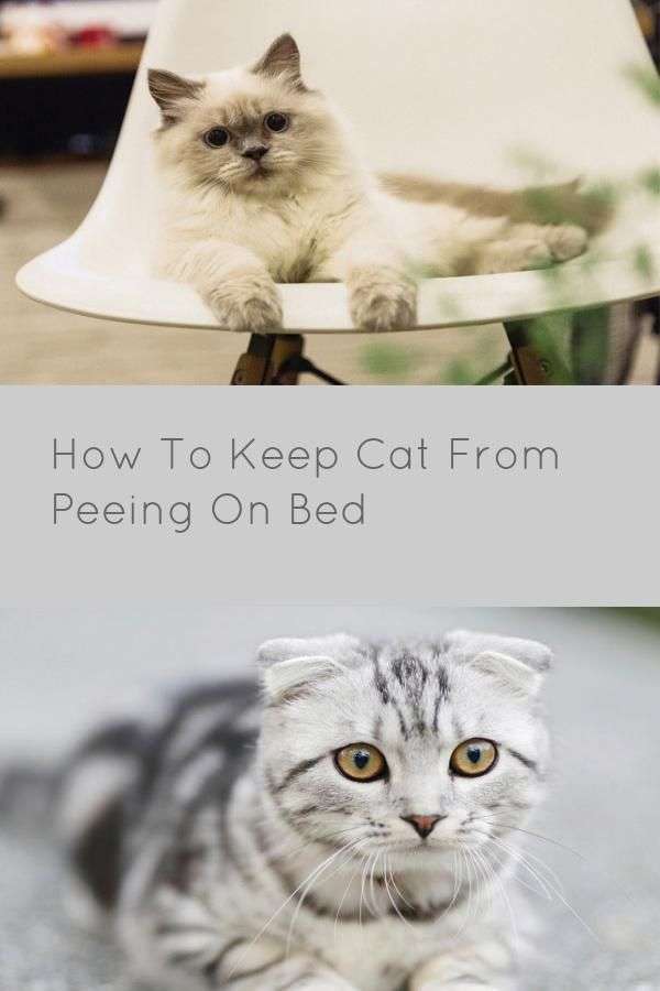 How To Keep Cat From Peeing On Bed
