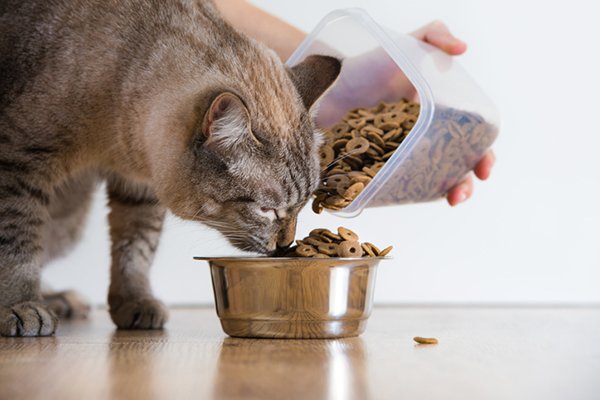 Is Free Feeding Cats the Best Way to Feed Your Cat?