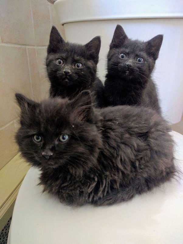 Is it difficult to tame 6 week old kittens that keep ...