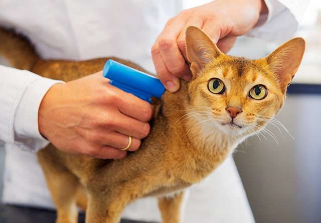 Microchipping Your Pet â Pets in Need of Greater Cincinnati