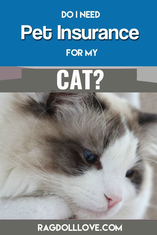 Pet Insurance For My Ragdoll Cat