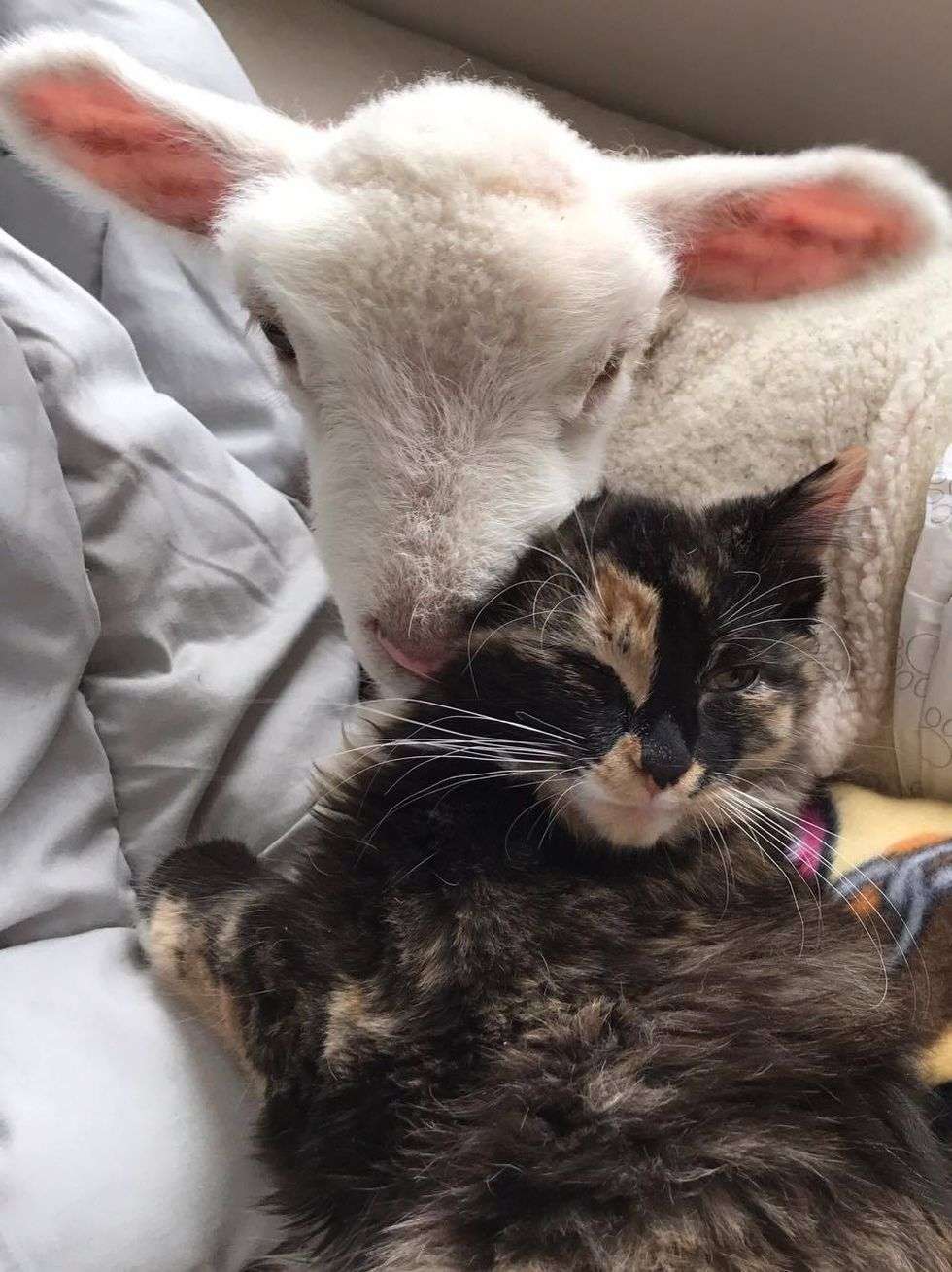Rescue Cat Helps Save Sick Little Lamb and Nurses Him Back ...