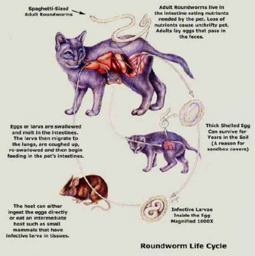 Roundworms In Cats Pictures