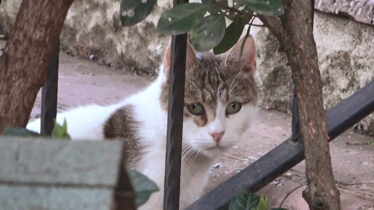 Stray Cat With The Sound Of A Horn Forgets To Say Thank ...