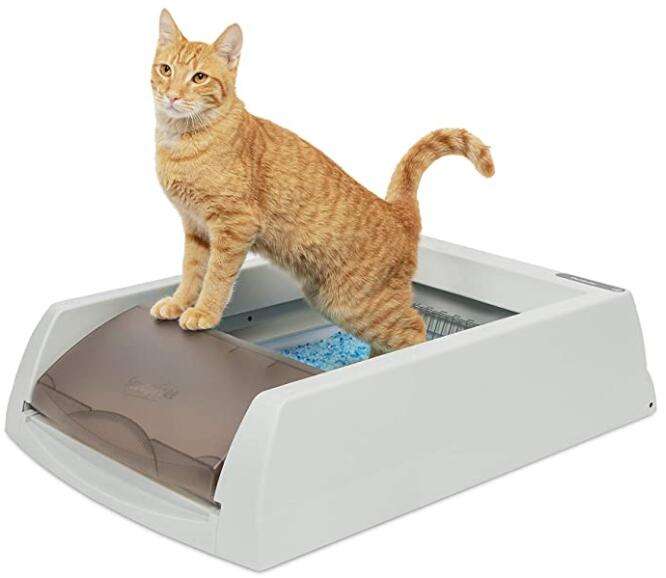The 5 Best Litter Box for Sphynx Cats Reviews of 2021 ...