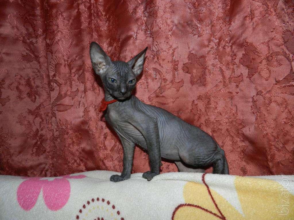 The don Sphynx kittens litter X born 28.09 (currency ...