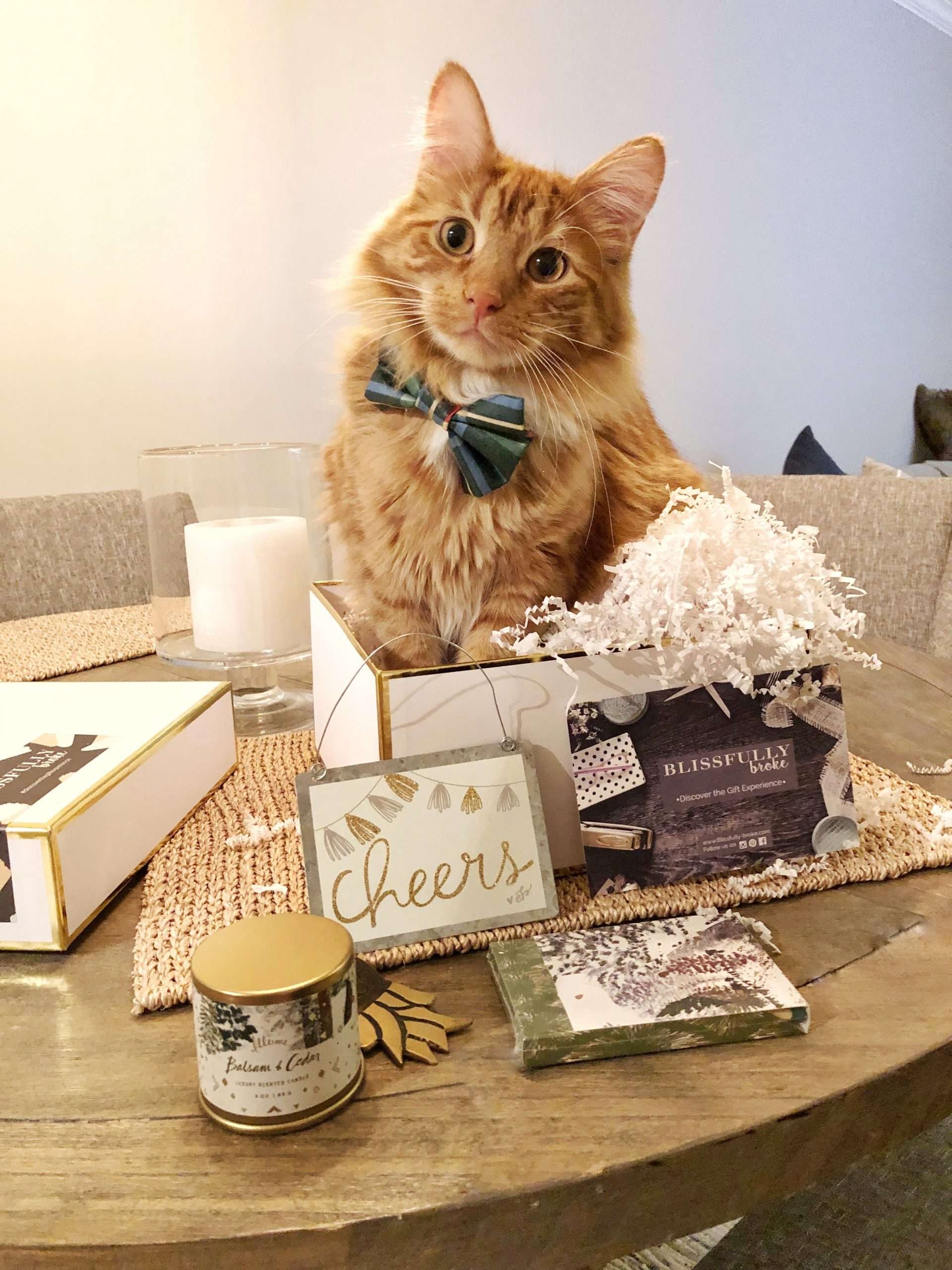 ultimate holiday gift guide for cat lovers.